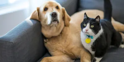 Dog and cat on sofa