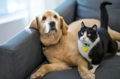 Dog and cat on sofa