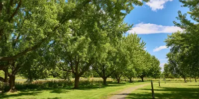 Pathway leading through park surrounded by trees