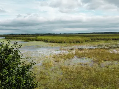 Large marsh with cloud filled sky