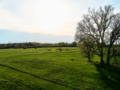 Large grassy area in park with walking trail mowed and a large tree on the right