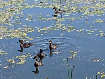 Five ducklings swimming in pond amongst weeds