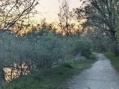 Gravel trail surrounded by trees and brush, with river running along the left